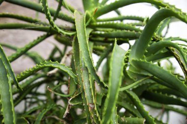 Kaktüs bitkisi ve yapraklar, çiçekler ve botanik, doğa