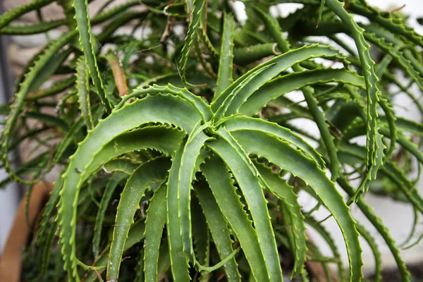 Tanaman Kaktus Dan Daun Bunga Dan Botani Alam — Stok Foto