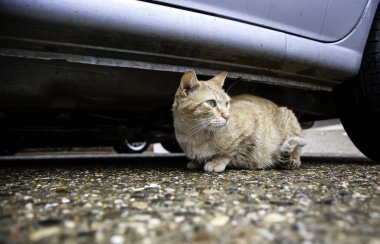 Arabanın altındaki kedi, evcil hayvanlar, tehlike.