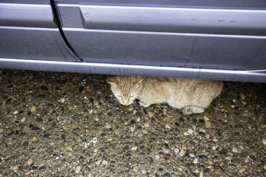 Arabanın altındaki kedi, evcil hayvanlar, tehlike.