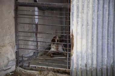 Kilitli köpek kulübeleri terk edilmiş, üzüntü