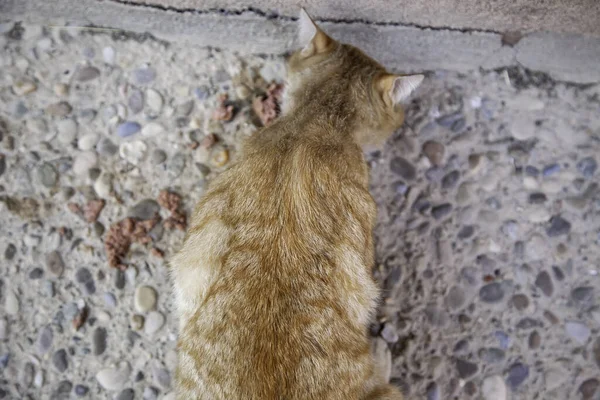 Verlaten Kat Eten Detail Van Dierlijke Hulp Verlaten — Stockfoto