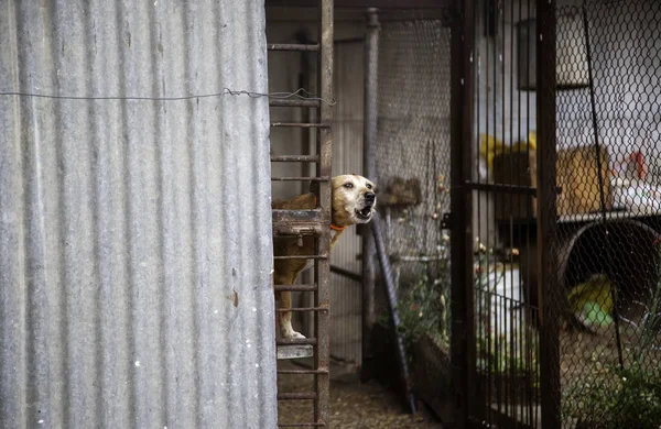 Locked Kennel Dogs Abandoned Sadness — Stock Photo, Image