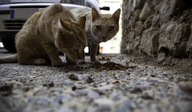 Başıboş kedi yemek, terk edilmiş hayvan besleme ayrıntıları.