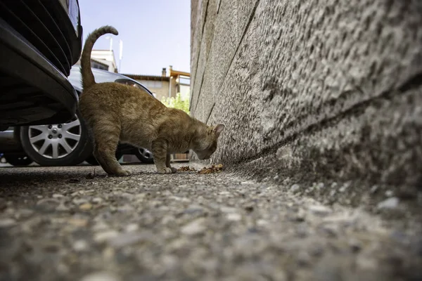 Comer Gatos Callejeros Detalle Alimentación Animal Abandonada —  Fotos de Stock