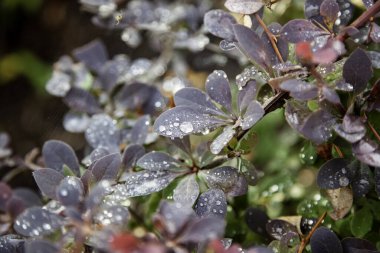 Islak ağaç yaprakları, bahçe ve botanik, doğal manzara
