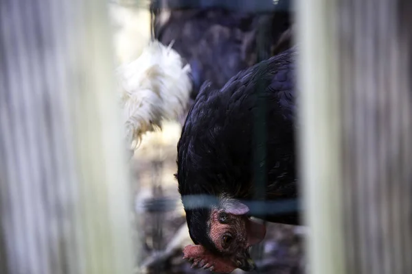 Hühner Auf Dem Bauernhof Vögel Gefangenschaft Tierindustrie — Stockfoto