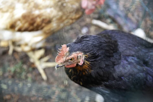 Hühner Auf Dem Bauernhof Vögel Gefangenschaft Tierindustrie — Stockfoto
