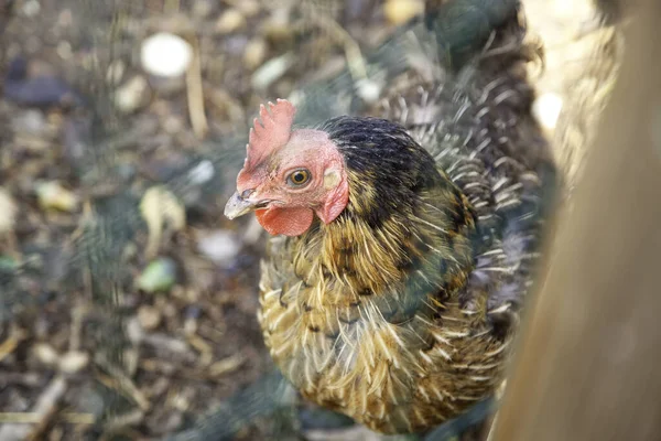 Hühner Auf Dem Bauernhof Vögel Gefangenschaft Tierindustrie — Stockfoto