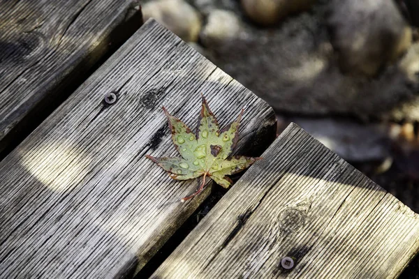 Hoja Húmeda Otoño Suelo Campo Estacional Medio Ambiente —  Fotos de Stock