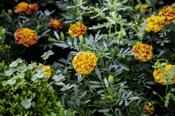 Calendula Plant Bloem Botanische Tuin Geneeskrachtige Kruiden — Stockfoto