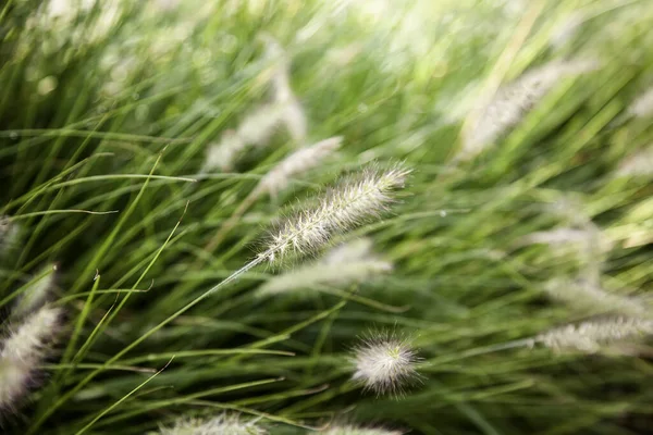 Weizenspitze Feld Ökologischer Landbau Und Anbau — Stockfoto