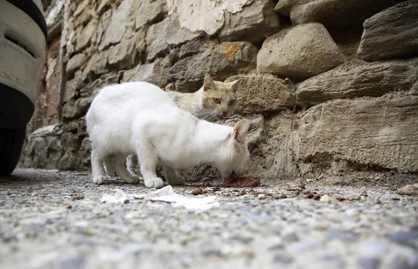 Stray cat eating, detail of abandoned animal feeding