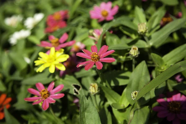 Marguerites Colorées Dans Jardin Nature Botanique — Photo