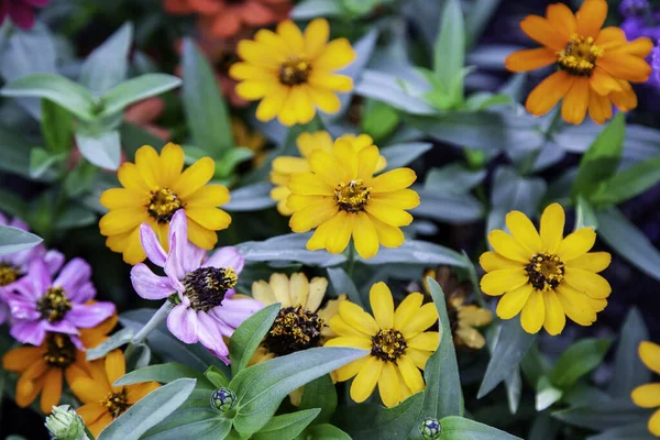 Bunte Gänseblümchen Garten Natur Und Botanik — Stockfoto