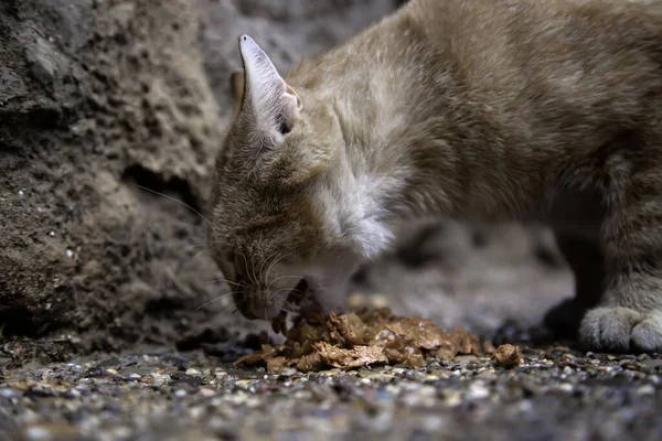 流浪猫进食 被遗弃动物进食的详情 — 图库照片