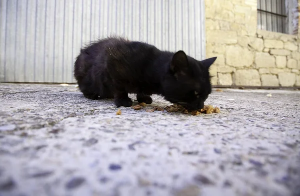 Manger Des Chats Errants Détail Alimentation Animale Abandonnée — Photo