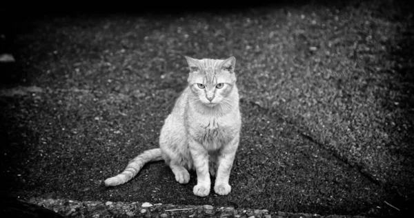 Gatti Strada Abbandonati Abusi Sugli Animali Tristezza — Foto Stock