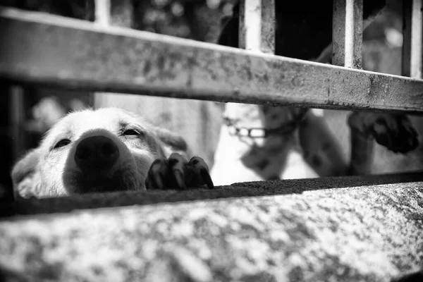 Zamknięte Psy Hodowlane Opuszczone Smutek — Zdjęcie stockowe