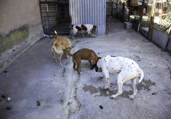 Versperrte Zwingerhunde Ausgesetzt Trauer — Stockfoto