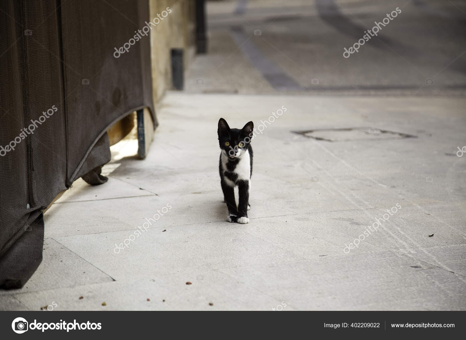 被遗弃的街头猫虐待动物 图库照片 C Celiafoto