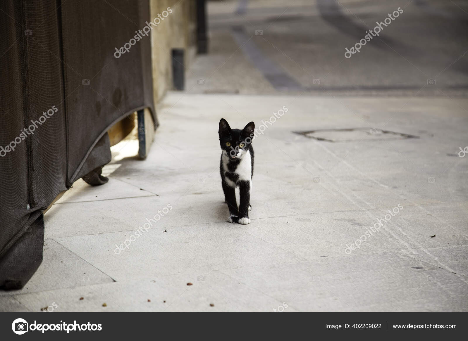 被遗弃的街头猫虐待动物 图库照片 C Celiafoto 被遗弃的街头猫虐待动物 图库照片 C Celiafoto