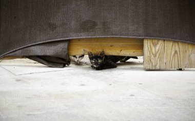 Terk edilmiş sokak kedileri, hayvan istismarı, üzüntü.