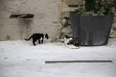 Sokakta yemek yiyen sokak kedileri, terk edilmiş hayvanların detayları.