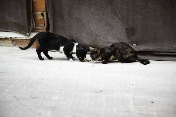Herrelösa Katter Som Äter Gatan Uppgifter Övergivna Djur — Stockfoto
