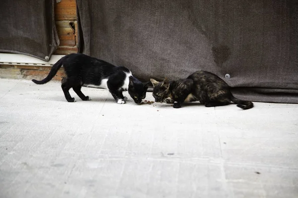 Streunende Katzen Fressen Auf Der Straße Detail Ausgesetzter Tiere — Stockfoto