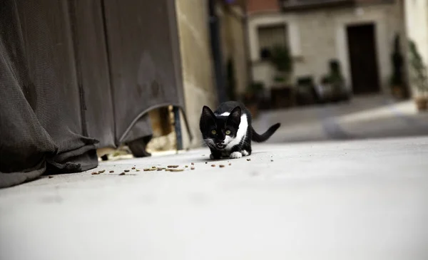 Stray Cats Eating Street Detail Abandoned Animals — Stock Photo, Image