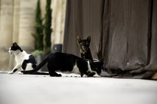 Stray cats eating in the street, detail of abandoned animals