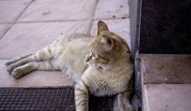 Kedi sokakta dinleniyor, hayvanlar ve hayvanlar özgür.
