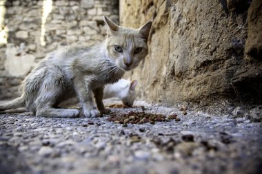 Homeless Stray Cats Feeding, detail of abandoned animals clipart