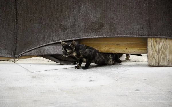 Кошка Бродящая Городской Улице Бездомные Животные Свободны — стоковое фото