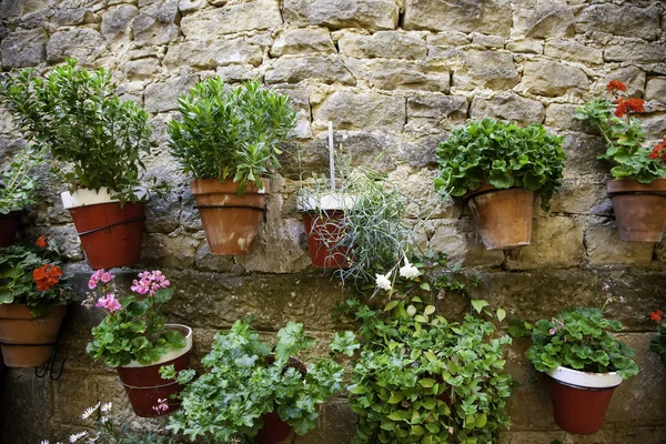 Géraniums Pot Suspendus Mur Fleurs Décoratives Nature — Photo