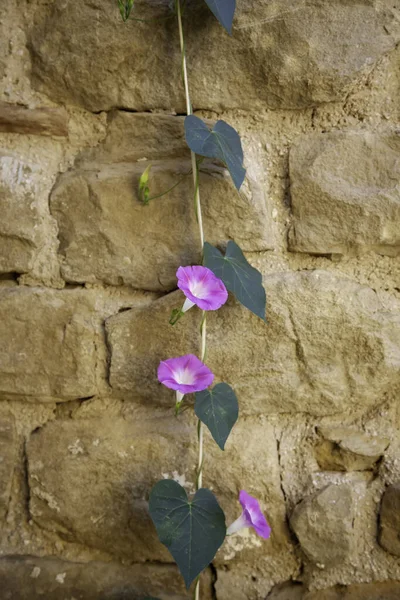 Pynteblomster Hengende Bjeller Blomstring Miljø – stockfoto