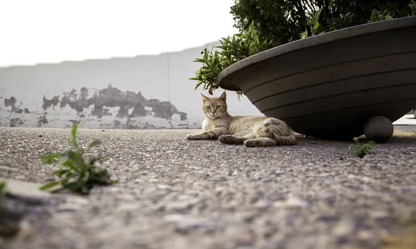 橙肥猫在街上休息 宠物动物 — 图库照片