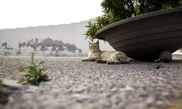 Gatto Tabby Arancione Che Riposa Sulla Strada Animali Compagnia — Foto Stock