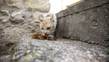 Sokakta yemek yiyen sokak kedileri, terk edilmiş hayvanların detayları.