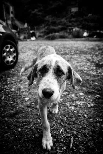 Sad Mastiff Dogs Field Animal Abandonment — Stock Photo, Image