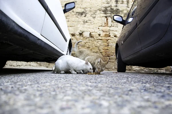 Gatos Callejeros Comiendo Calle Detalle Animales Abandonados —  Fotos de Stock