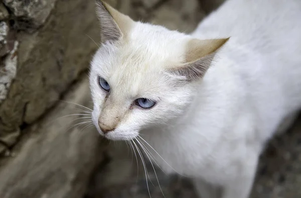 Cat prowling urban street, homeless animals free