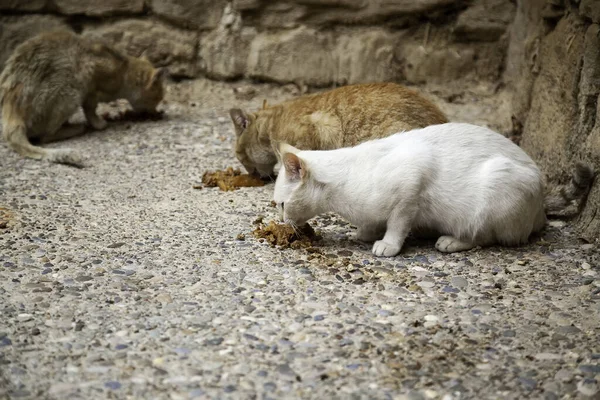 Hajléktalan Kóbor Macskák Etetése Elhagyott Állatok Részletezése — Stock Fotó