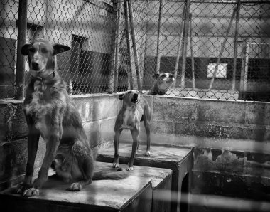Köpek kulübesinde, terk edilmiş hayvanlar, taciz.