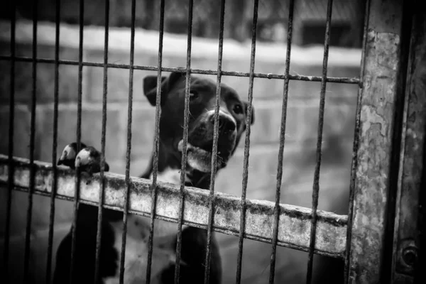 Cão Canil Fechado Animais Abandonados Abuso — Fotografia de Stock