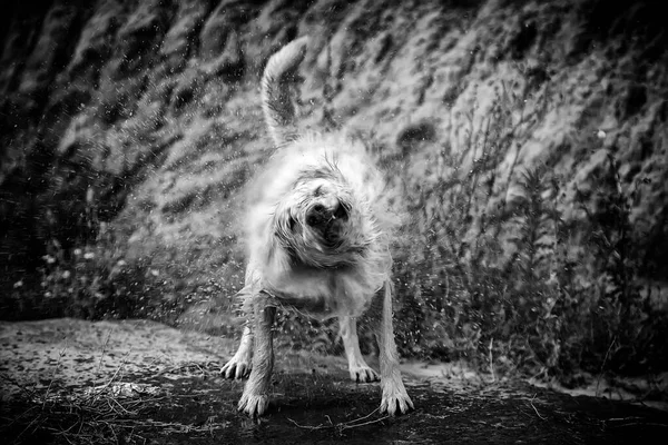 Cão Molhado Agitando Água Campo Animais Natureza — Fotografia de Stock