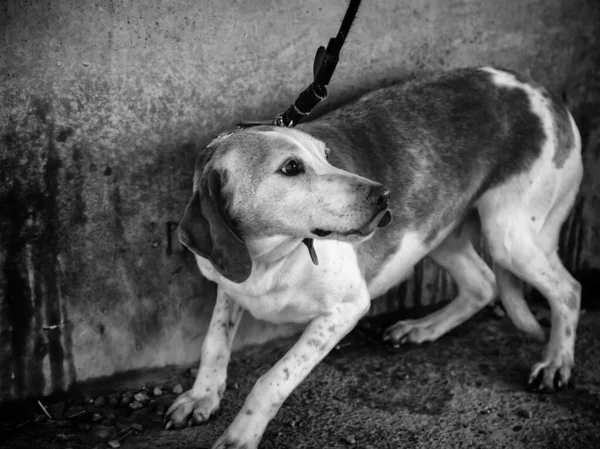 Dog with fear and leash, animals and nature