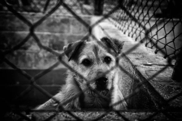 被锁在狗窝里的狗 被遗弃的动物和被虐待的动物 — 图库照片
