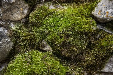 Taşta yosun, tabiat ve nem, sonbahar mevsimi